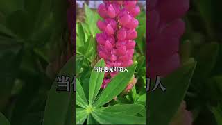 遇见对的人生活是会发光的 #禅悟人生 #悟人生之道 #老人言 #禅悟人生