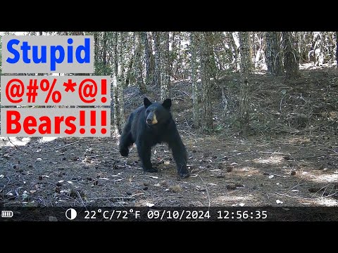 Bears Are At It Again - Game Camera Drama