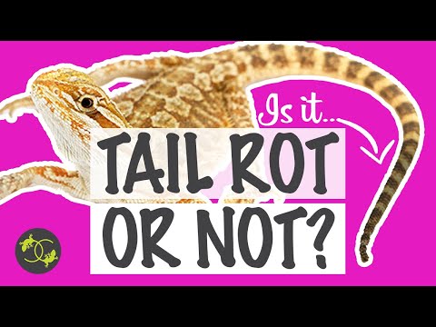 How to treat Tail rot in Bearded Dragons? - Does my Beardie have tail rot? - Cookies Critters