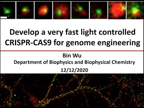 Develop a very fast light controlled CRISPR-CAS9 for genome engineering