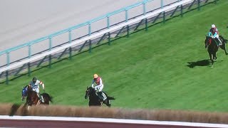 阪神8レース第25回阪神ジャンプステークス(J・GⅢ) ジューンベロシティ