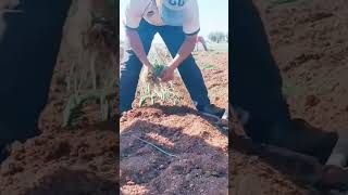 Process of planting onion seedlings