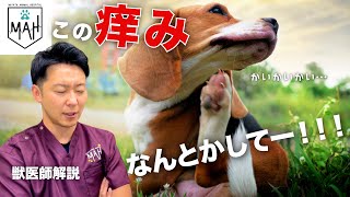 犬アトピー性皮膚炎と診断されたら【獣医師解説】おうちでは〇〇を意識しよう！