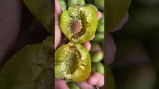 HappyVillageSpringPloughingSeason#LoquatsareRipe #Loquat #gelbl#vlogvideo #Rp106