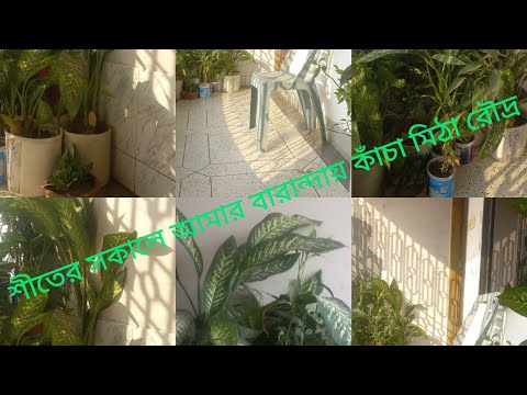 আমার শখের গাছগুলোকে কাঁচা মিঠে রৌদ্র খাওয়াচ্ছি সাথে প্লান করার কাজগুলো গুছিয়ে করে নিলাম