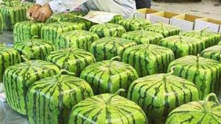 This Square Watermelon Production Shocked The World. Modern Farming