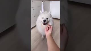 Happy dogs#happydog  #dog  #funnyvideos  #funnydogs  #cutedog  #doglife  #dogs