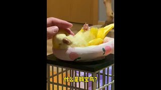 什么是妈宝鸟？ #万物可爱计划 #哈基米的初秋首拍 #鹦鹉鹦鹉萌萌哒逗鹦鹉 @DOU+小助手#宠物#Vlog#鹦鹉