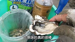 新竹市頭前溪出海口挖鮮蚵2/2023/7/18