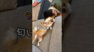 カレーが食べたくて暴れるチワワ #chihuahuafanclub #chihuahua