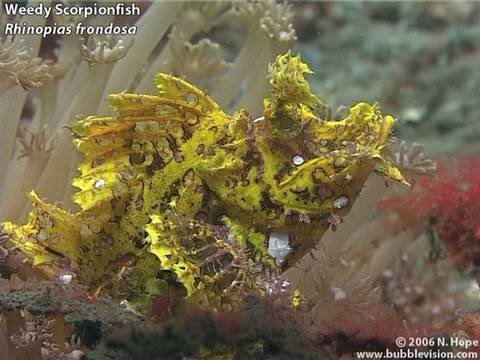 Aer Perang, Lembeh Strait