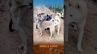 SMELLS GOOD #dog #dogfunny #dogvideo