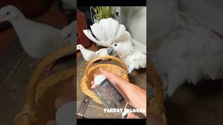 Cute Kaka2 Parrot Baby l😚😉 #birds #mylovebird #cutebird #funnylovebird #cuteparrot #birdlove