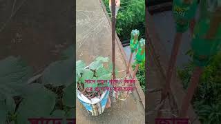 সাদে নতুন গাছ প্রসেসিং #shortsfeed #shortvideo #funnyvideos #yt #shorts #গাছেরপরিচর্যা #ytshorts