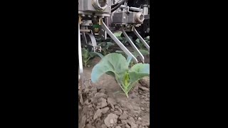 Monette Produce Using the Stout Smart Cultivator