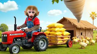 Monkey Nana Drives a tractor and battles a tornado : Protecting Ducklings During the storm