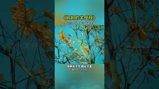 #五音療愈 #養心曲 #修心養性禪悟人生 #國樂 #媽媽的羊皮襖