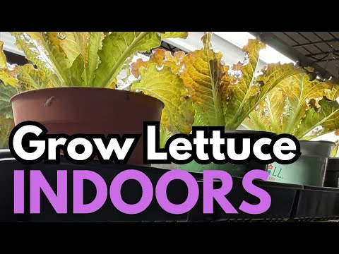 Planting Lettuce Seeds | Grow Lettuce Indoors All Year Long || Budget Gardening