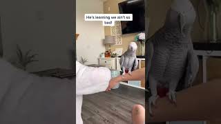 Gizmo’s Rescue Story #shorts30 #talkingparrot #africangrey #talkingbirds