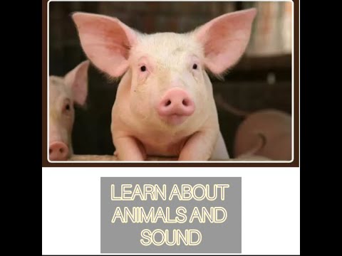 Mengenal berbagai macam binatang dan bunyinya | Learn about animals and it's sound