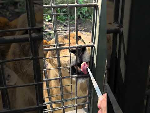 Feeding lions 🦁 #animal #viral #lion #simba #wild #bigcat #cat #shorts