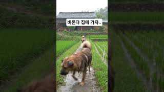 갑자기 비가온다. 집에가자#비#비오는오후#소나기#시골집#강아지#천안오빠#상가임대문의해