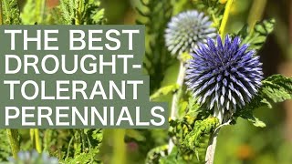 10 Drought Tolerant & Resistant Perennial Plants For Your Garden!