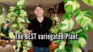 How to grow a large Pothos - climbing & trailing #manjulapothos