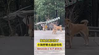 狗狗太有灵性了，小狗想要去追逐母鸡，狗妈妈阻止并严肃教育#狗狗#灵性#宠物#animals #dog #pets #人性