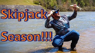 Skipjack Fishing in Alabama (Walter Bouldin Dam)
