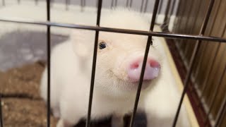 マイクロブタさんお迎えしました！ micro pig