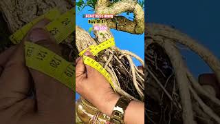 Super flower bonsai pot statue..#shortvideos