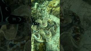 Diving For Giant Clams in Thailand