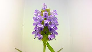 次々と開花するウツボグサ（花の開花#235）