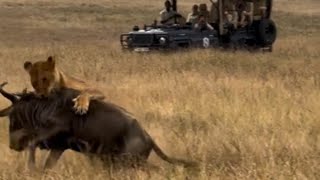 lioness attack wildebeest bring down in to the ground video