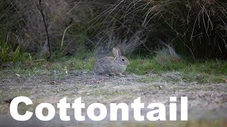 Cottontail Rabbit | TerraHelp