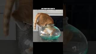 or worse yet, an ELECTRIC EEL 🙀 🎥: pjordan922 (TT), #shorts