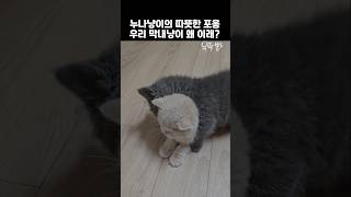 누나냥이의 따뜻한 포옹! 우리 아기냥이 화 났어?