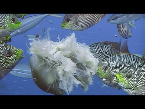 Fishes Feeding - Reef Life of the Andaman - Part 19