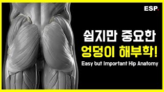쉽지만 중요한 엉덩이 해부학┃ESP ♥