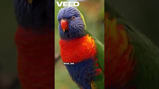 animal teaching for kids #animal#kidslearning #animalshorts #kideducation #learning