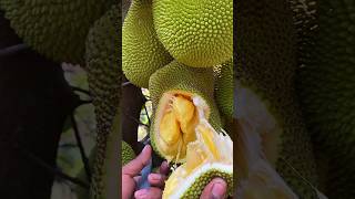 #sweet jackfruit #shortvideo #nature 🌴🌴🌴#fruit