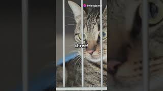 When a cat goes to prison  #cat #pethumor #petlover