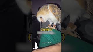 A charming owl's egg