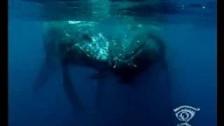 Whale swim by Wild Focus