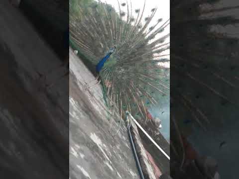 it's natural peacock dancing