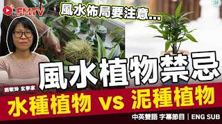 水種植物、泥種植物 到底風水佈局上有甚麼要注意？ 流年風水佈局「植物」上有甚麼禁忌︱施敏玲 風水 風水教學 風水佈局 玄學 流年風水《#施敏玲玄學應用︱EP 242》#FMTV