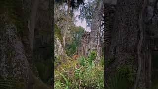 Wild monkeys in Florida?! 🤯🐒 #ecotourism #florida #silversprings #clearkayak