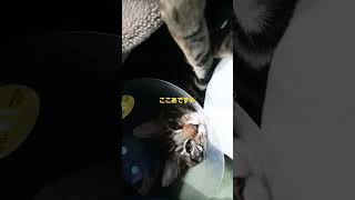 ねこ兄弟🐈️