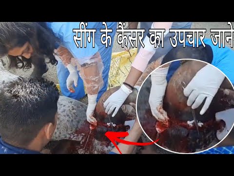 पशुओं के सींग में कैंसर का कारण व उपचार क्या है?